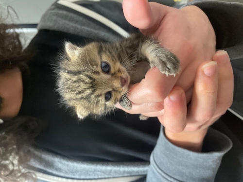 2 haftalık ufaklık, acil yuva aranıyor fotoğraf