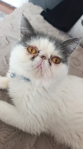 Sevecen oğlumu sahiplendiriyorum fotoğraf