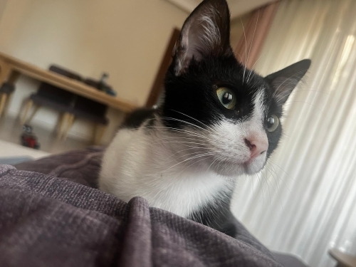 Kızımıza kalıcı yuva arıyoruz. ACİL fotoğraf
