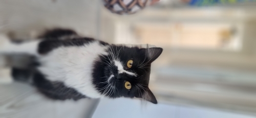 Smokin cinsi oyuncu bir kedi fotoğraf