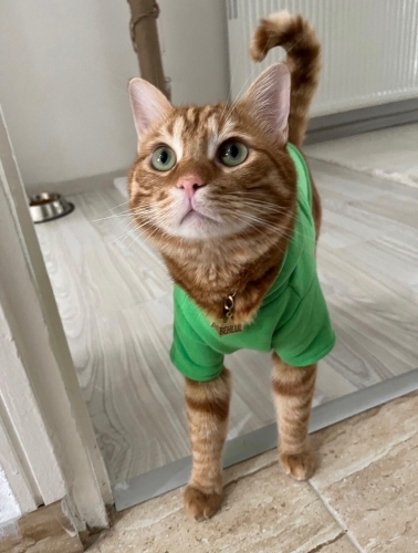 Oyuncu, sevgi ve ilgi bağımlısı fotoğraf
