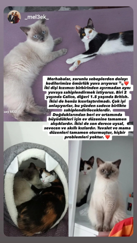 2 kızımız var ayırmak istemiyoruz asla pişman etmeyecek oyuncu kediler fotoğraf