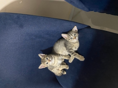 1.5 aylık tekir yavrusu fotoğraf