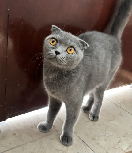 Kısırlaştır yeni yuvasını arıyor fotoğraf