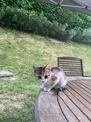 Çilek ömürlük sıcak yuvasını arıyor! fotoğraf