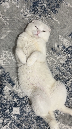 Gözleri farki renk beyaz tüylü uysal bir kedi fotoğraf