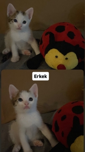 Acil yuva aranıyor fotoğraf