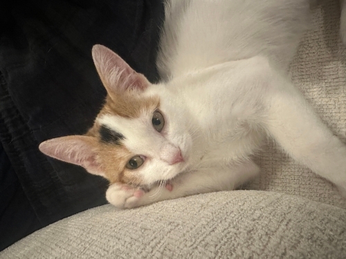 🐾 Ömürlük yuvasını arayan minik bir kaliko kız! 🐾 fotoğraf