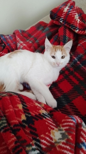 Çok tatlı cana yakın ve oyuncu fotoğraf