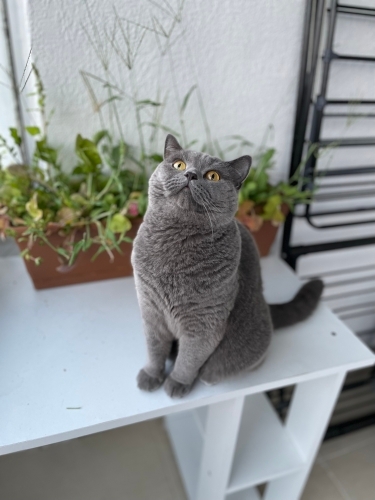Dişi kısır british kedi başakşehir fotoğraf