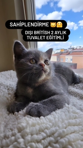 Minik yavrumuza yuva arıyoruz fotoğraf
