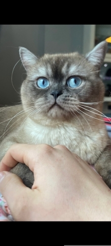TÜY YUMAĞI DOBY fotoğraf