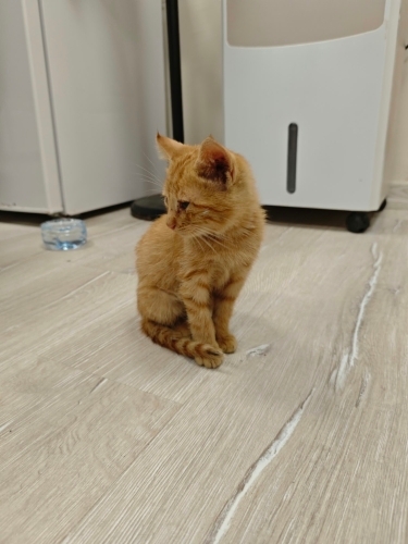 Sarman yavru kedi fotoğraf