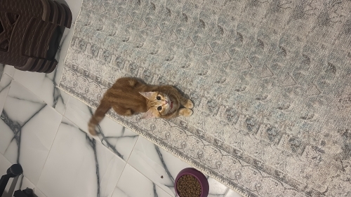 Acil yuva arıyoruz mama desteği sağlayabiliriz fotoğraf