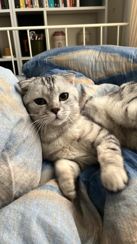 Sarso yeni yuvasını arıyor fotoğraf