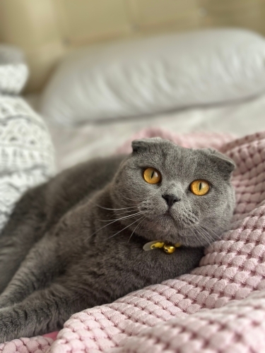 Puffy’e sıcak bir yuva ariyorum fotoğraf