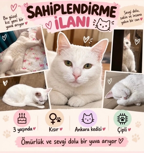 Sevimli Ankara kedisi fotoğraf