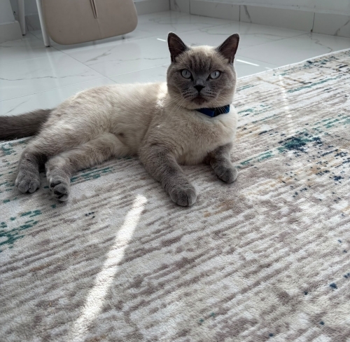 Acil sahiplendirilecek bluepoint fotoğraf
