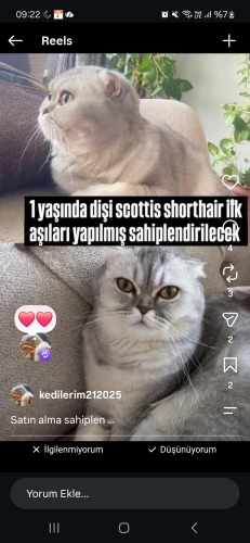 Uysal sevecen kucağa geliyo fotoğraf