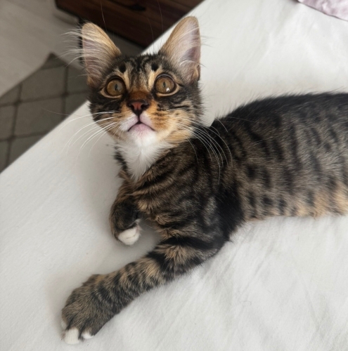 Leo 3 aylık bal gibi çocuk sokağa gitmesin yuva fotoğraf