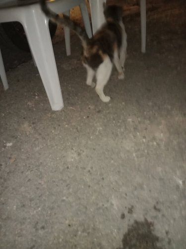 Değişik cins ve renkte yavru kediler fotoğraf