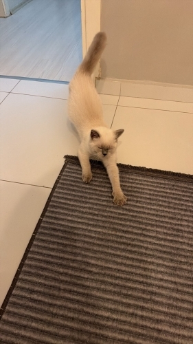 Loki'nin ömürlük yuvası olmak istermsiniz fotoğraf