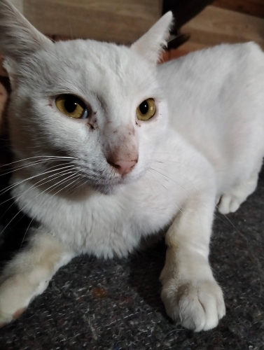 Sokağa terk cins kedi fotoğraf