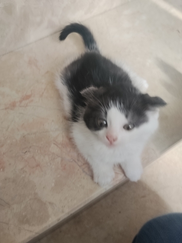 Çok sevimli Alaca bir kedi fotoğraf