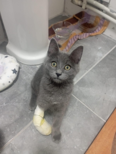 Sahiplendirilemezse barınağa gidecek ENGELli KEDİ! Sağ ön patisi yok! fotoğraf