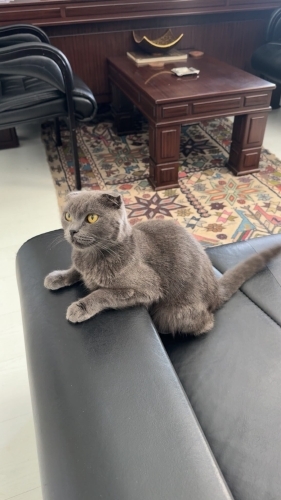 Ömürlük yuva arıyoruz fotoğraf