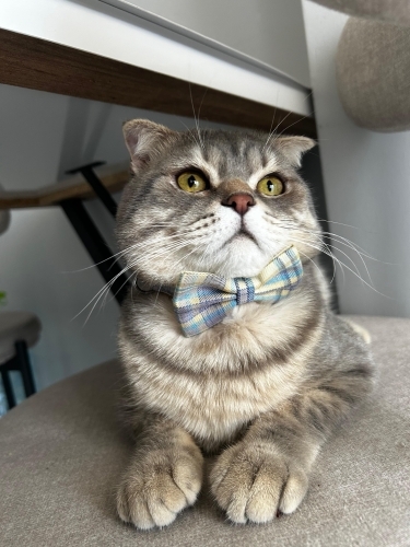 Teddy yeni yuvasını arıyor fotoğraf