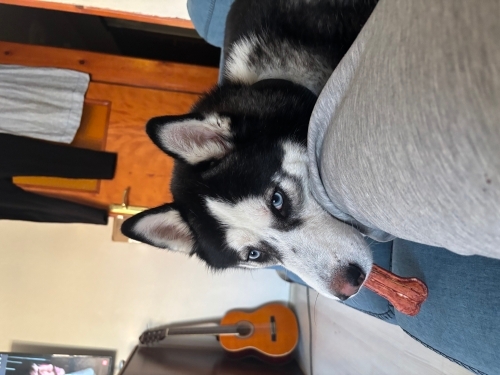 Safkan husky sahiplendirme(ücretisiz) fotoğraf