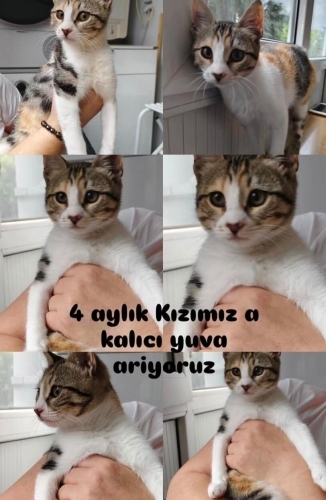 ACİL 4 Aylık Dişi Kedi Yeni Yuvasını Arıyor! fotoğraf