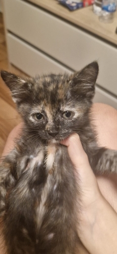 LATTE VE OREO YA YENİ YUVA fotoğraf
