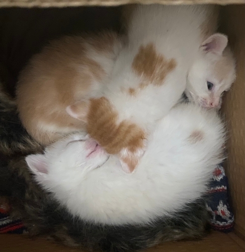 Anneleri öldü yavru kediler fotoğraf