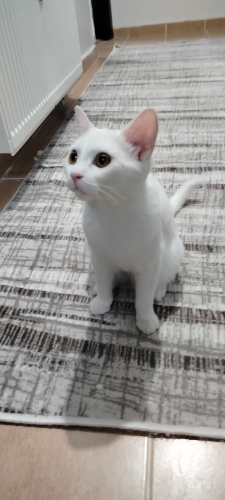 Sakız hanıma yuva fotoğraf