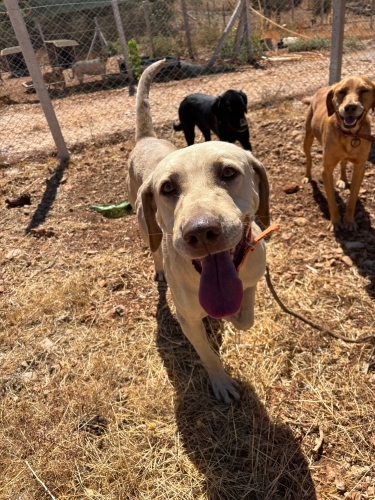 Labrador kırması Simba yuva ariyor! 🦁 fotoğraf