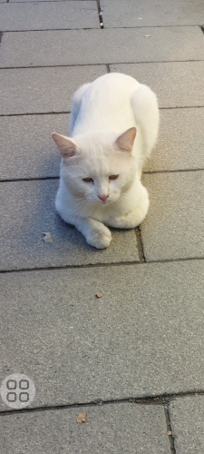 Evden atıldı yuva arıyoruz fotoğraf