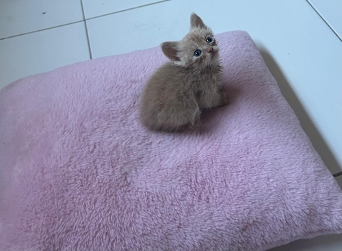 30 günlük pudra oğlan fotoğraf