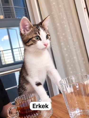 Acil yuva aranıyor fotoğraf