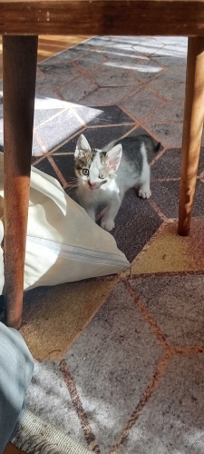 Burnunda beni olan,tam bir oyuncu kedi fotoğraf