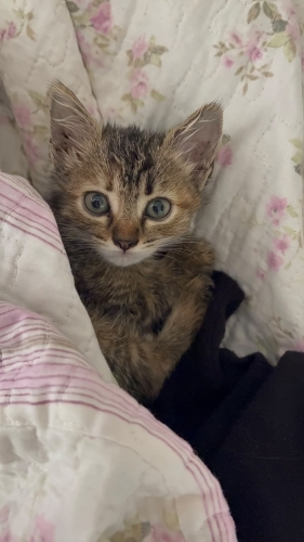 Yavru kedi çok tatlı fotoğraf