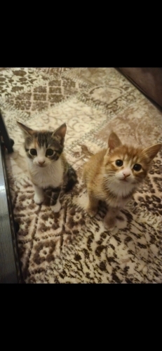 🐾Köpük ve Sakız Yuvalarını Arıyor 🐾 fotoğraf