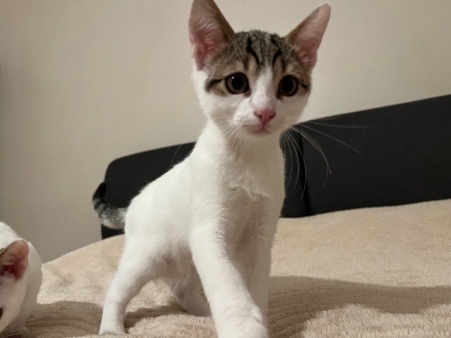 Minik Afacan Yuva Arıyor! fotoğraf