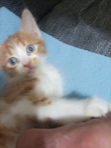 Acil yuva arıyorum fotoğraf