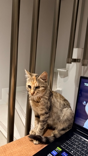 Tek gözü görmeyen yavrumuza yuva arıyoruz fotoğraf