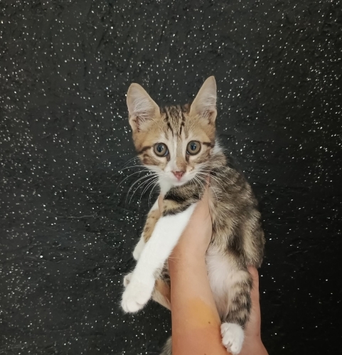 Aşırı tatlı bir minik, yumuşacık tüylü yumuşak huylu🧿🐱 fotoğraf