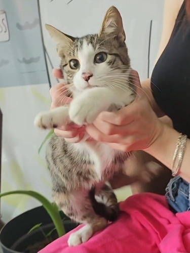 3,5 Aylık Lisa💕 Klinikten Yuvalandırılacaktır fotoğraf