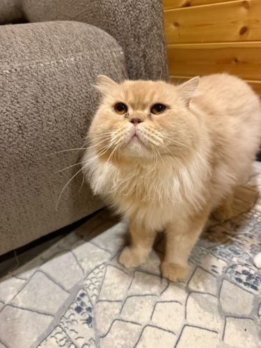ERKEK İRAN KEDİSİ / KISIR fotoğraf