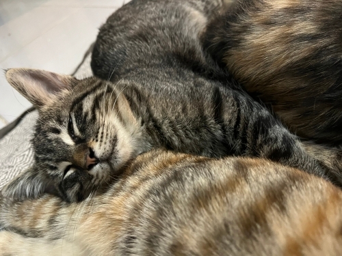 Atlas’a kalıcı yuva fotoğraf